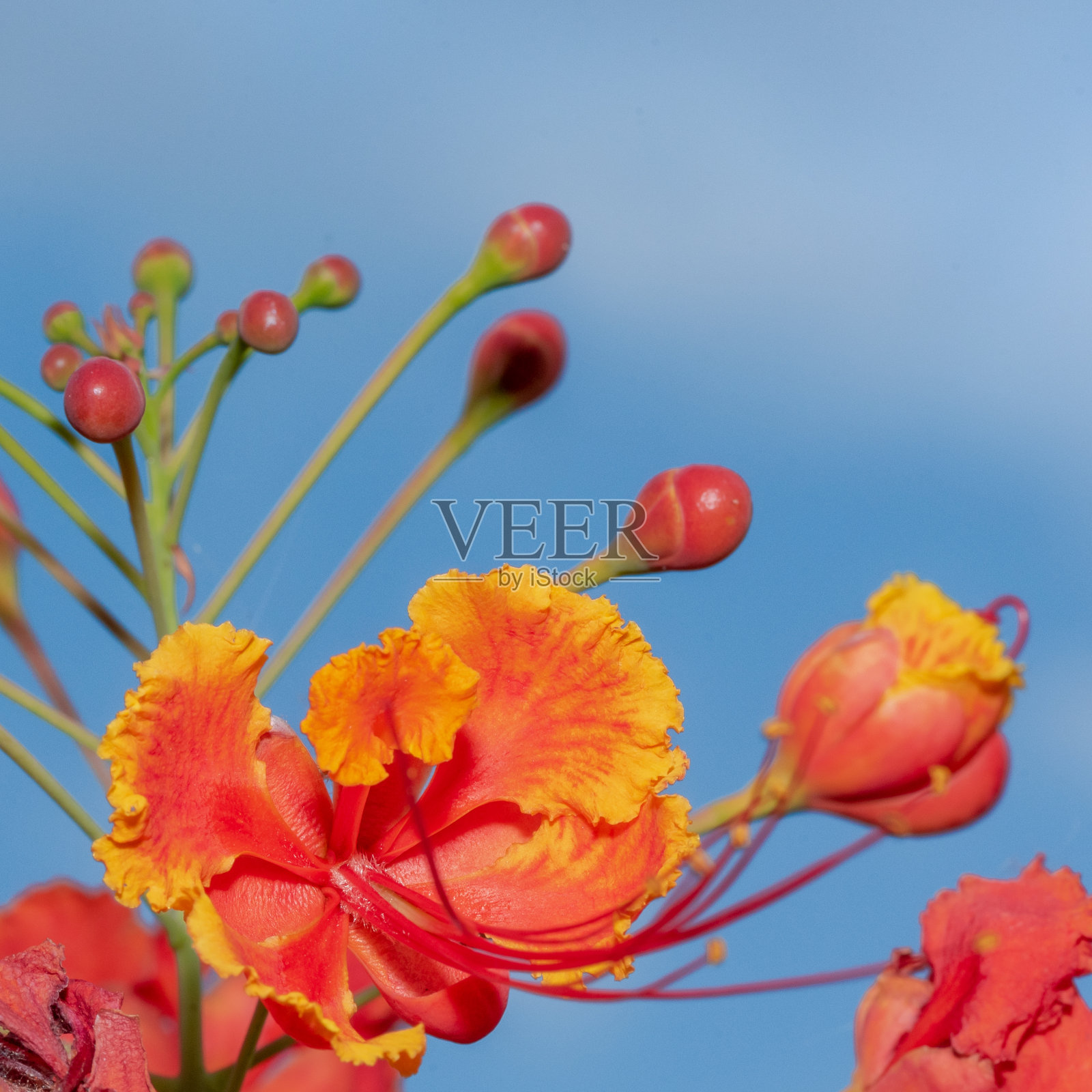 令人惊叹的美丽橙色花的背景。照片摄影图片