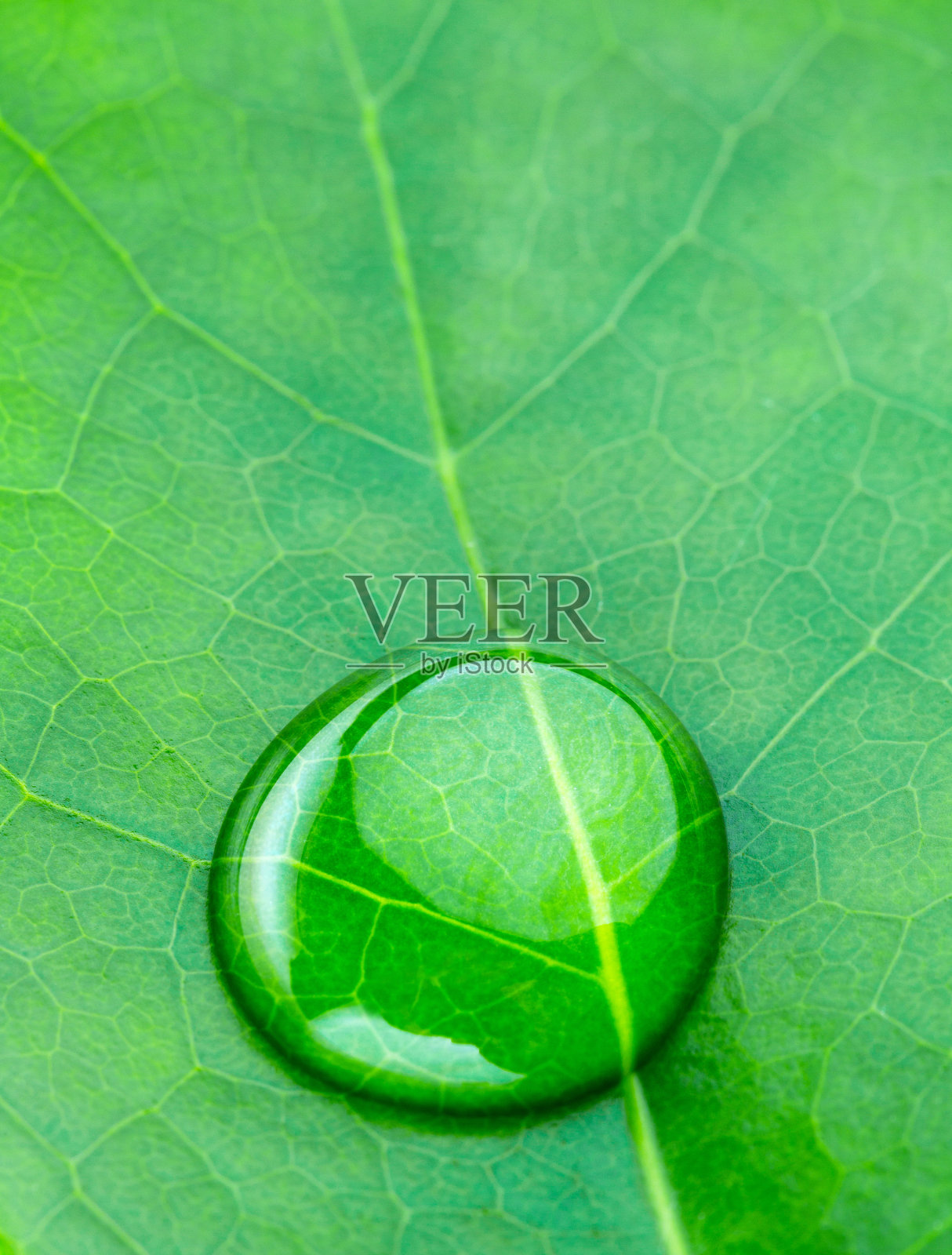 在微距镜头拍摄的白色背景下，美丽的水滴在绿色光滑的叶子上翻滚。照片摄影图片