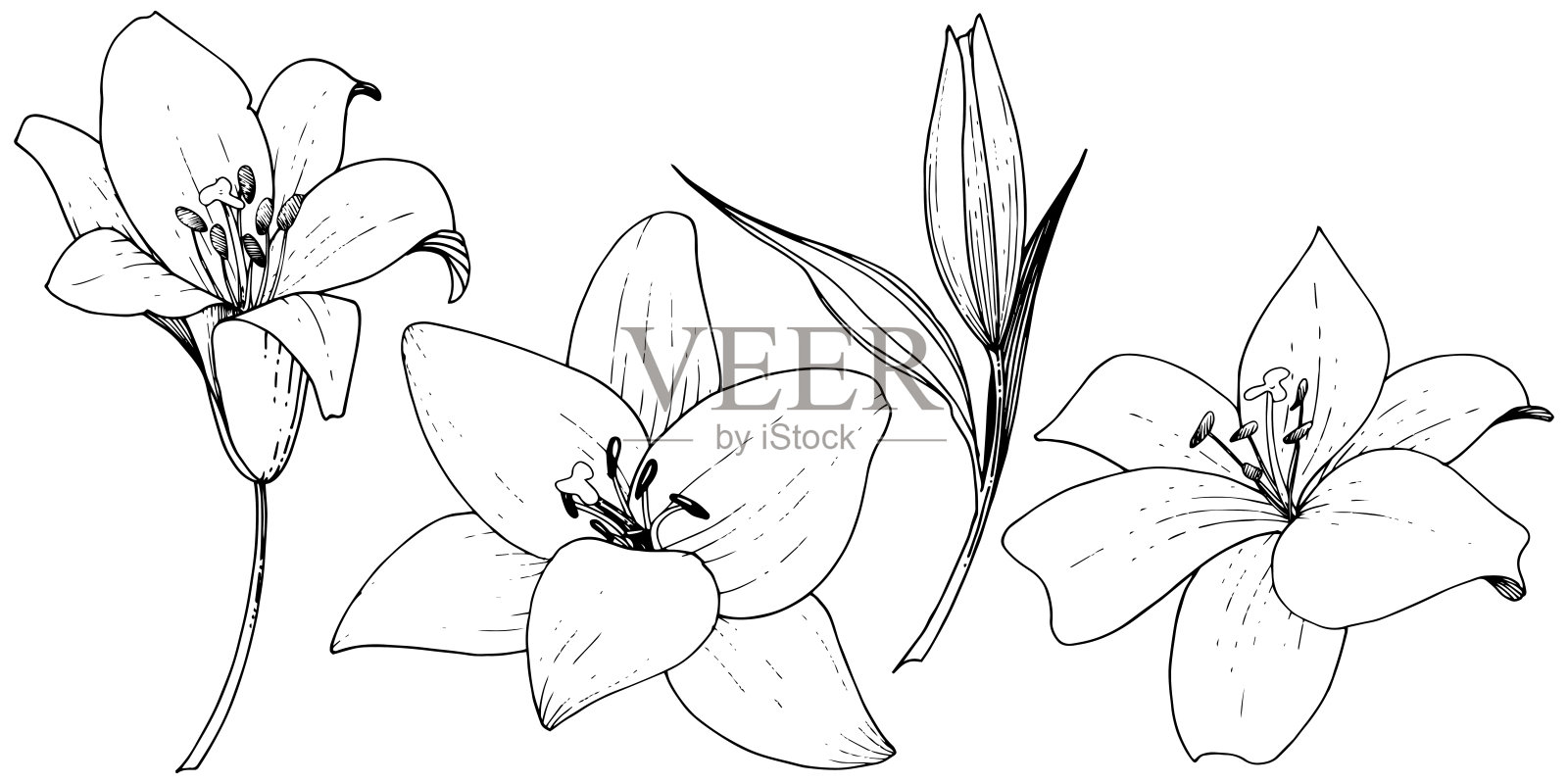 矢状花百合植物花。黑白篆刻水墨艺术。孤立百合插图元素。插画图片素材