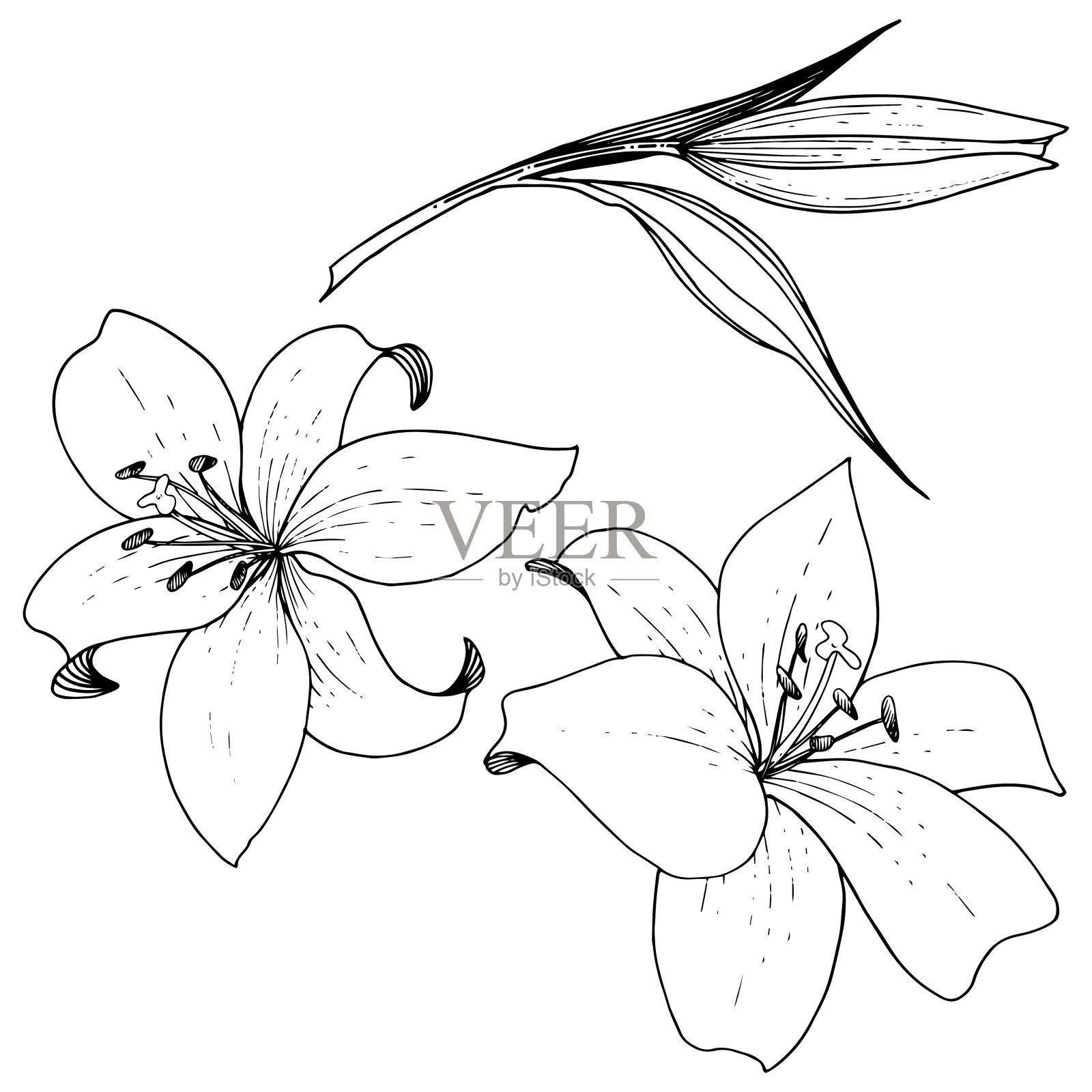 矢状花百合植物花。黑白篆刻水墨艺术。孤立百合插图元素。插画图片素材