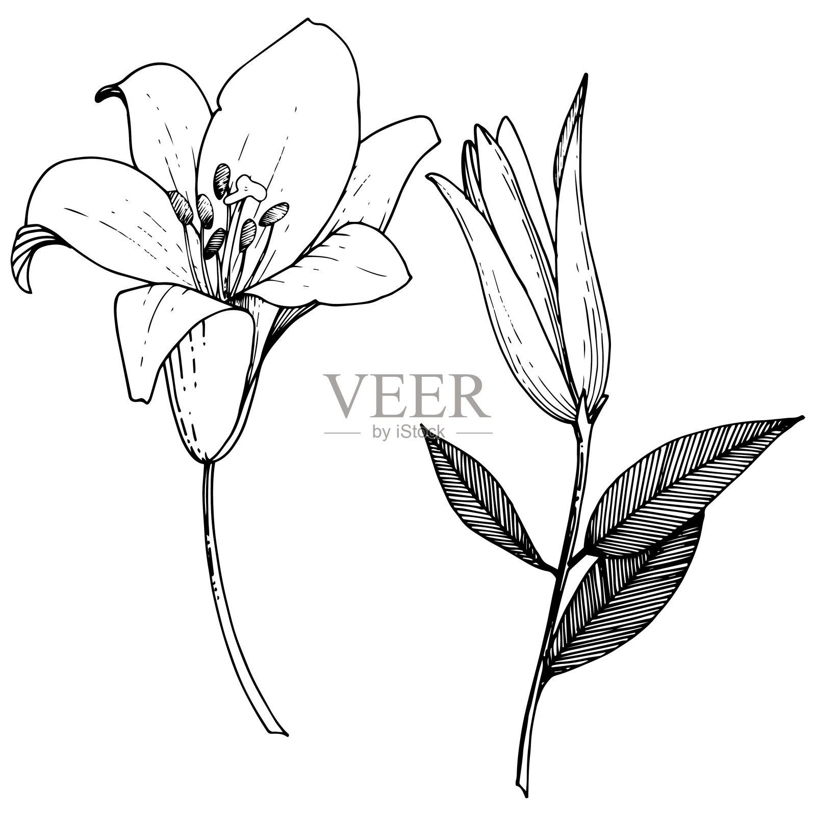 矢状花百合植物花。黑白篆刻水墨艺术。孤立百合插图元素。插画图片素材