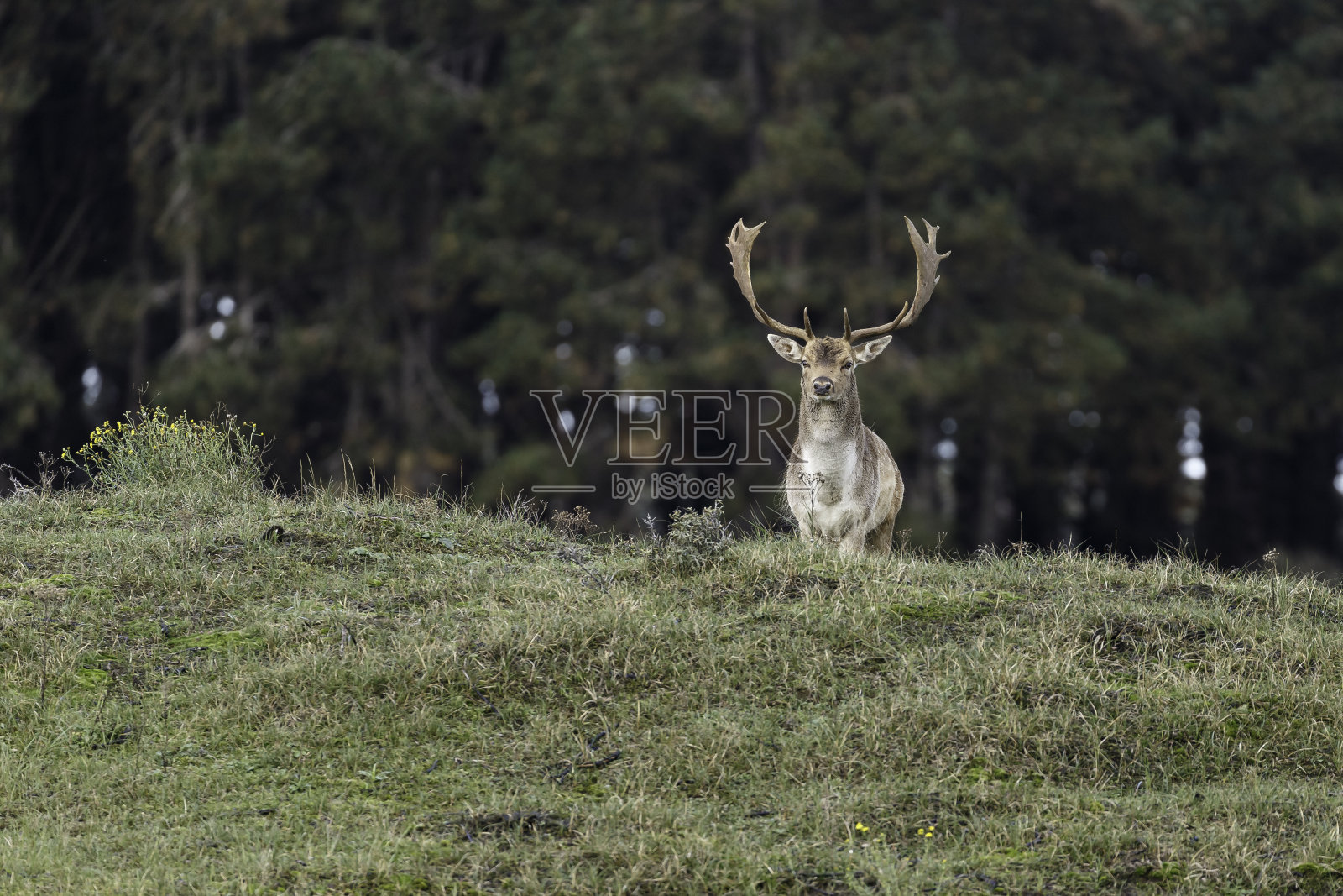 秋天是交配季节。照片摄影图片