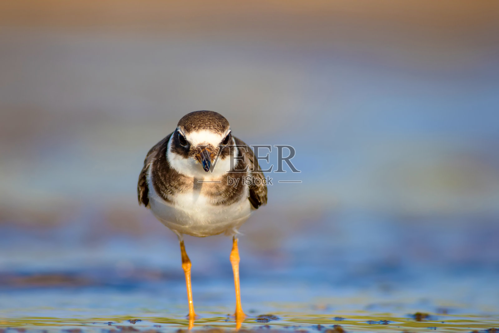 可爱的小水鸟。水和沙子背景。鸟:普通环鸻。Charadrius hiaticula。照片摄影图片