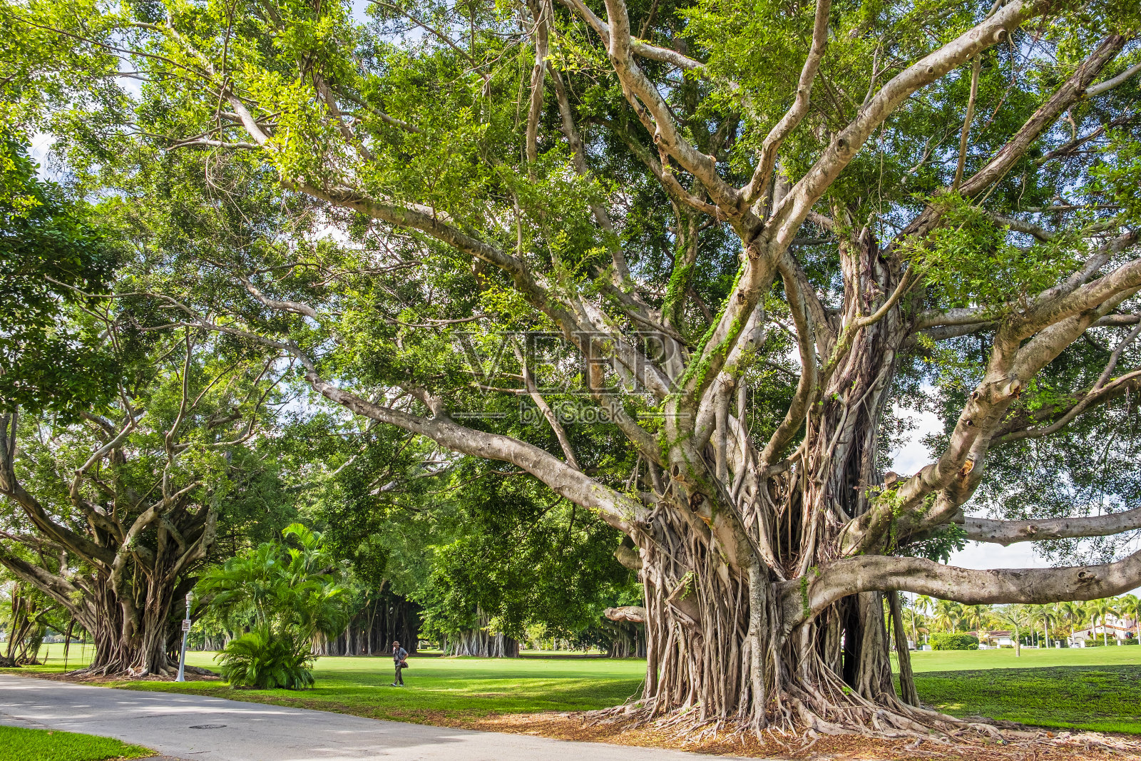 美国佛罗里达州珊瑚山墙的榕树林荫大道照片摄影图片