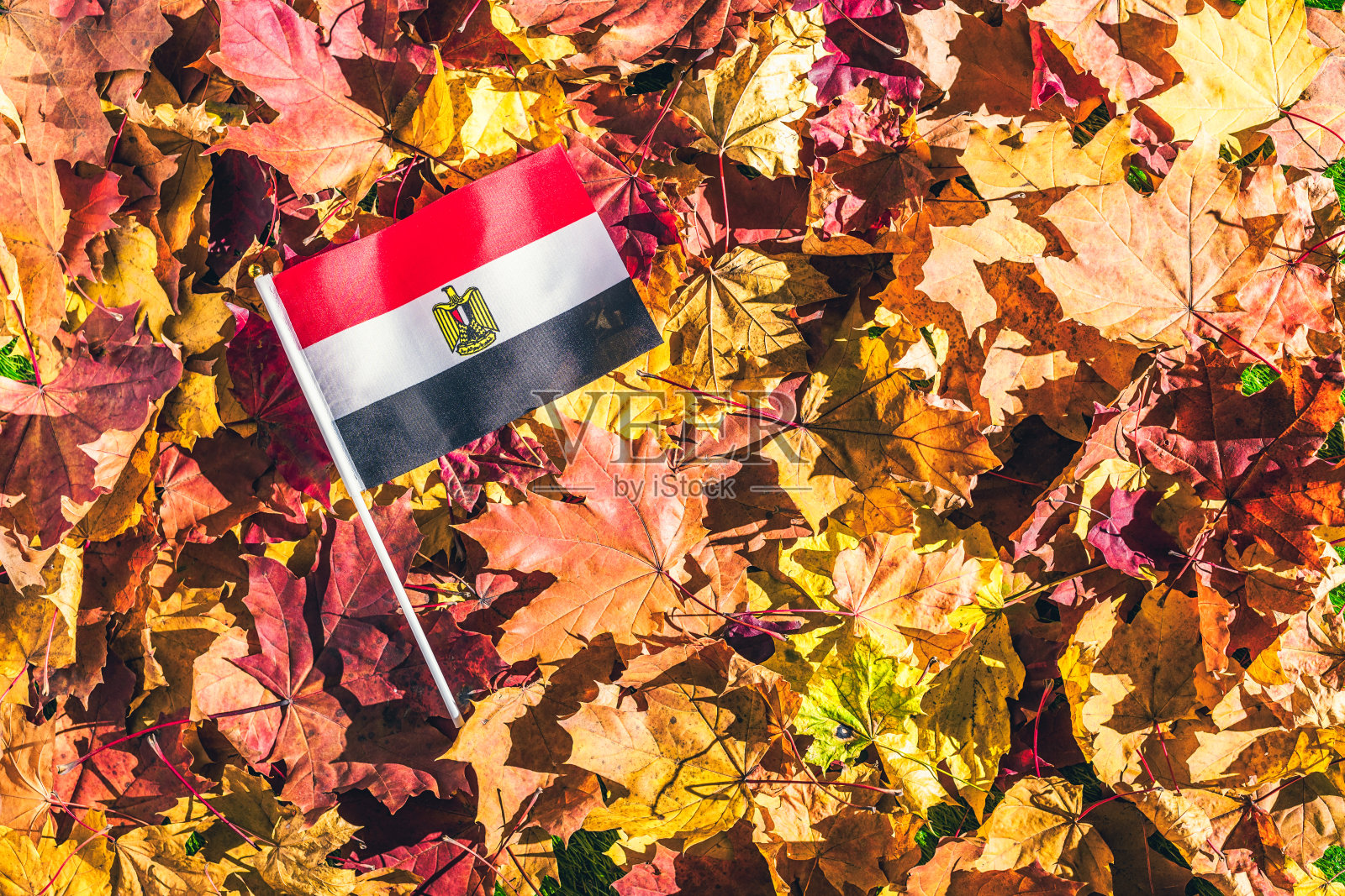 清晨秋日森林中枫叶上的埃及国旗。概念。俯视。印度夏季。照片摄影图片