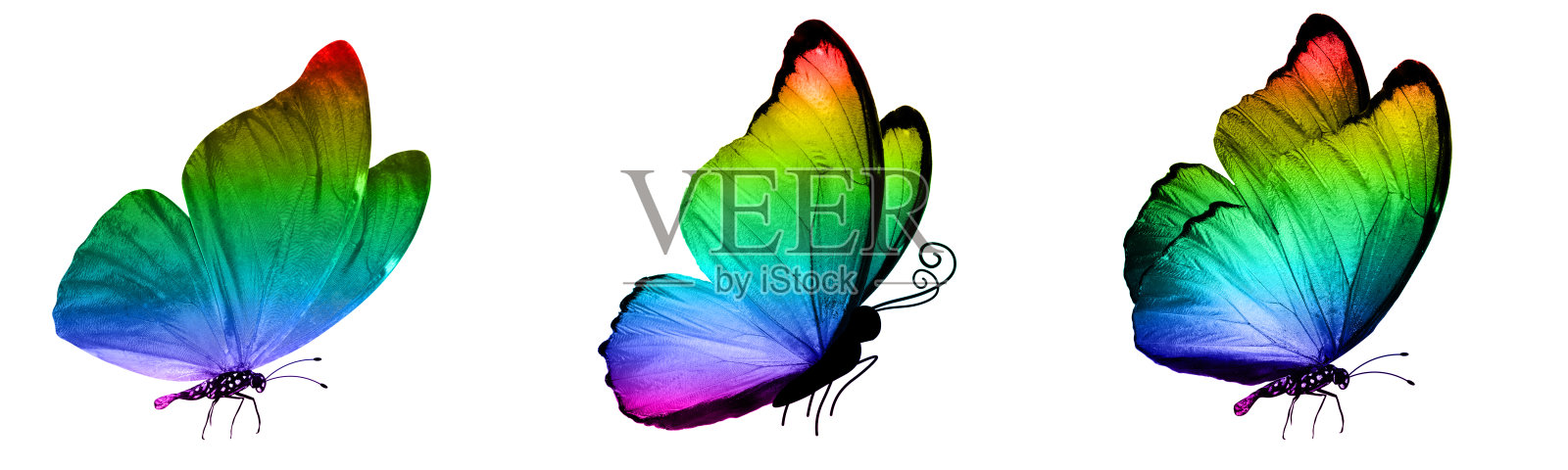 一组热带蝴蝶。彩色的翅膀。孤立在白色背景上。照片摄影图片