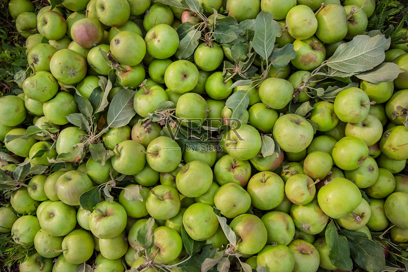 坏了的青苹果散落在花园里的树叶间。照片摄影图片