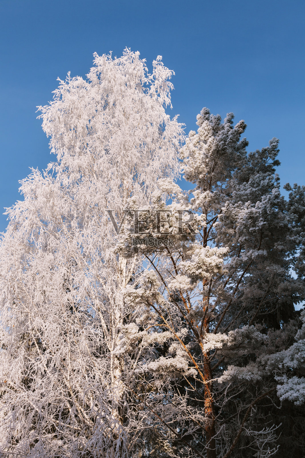 Snowcovered森林。树枝上结了霜。照片摄影图片