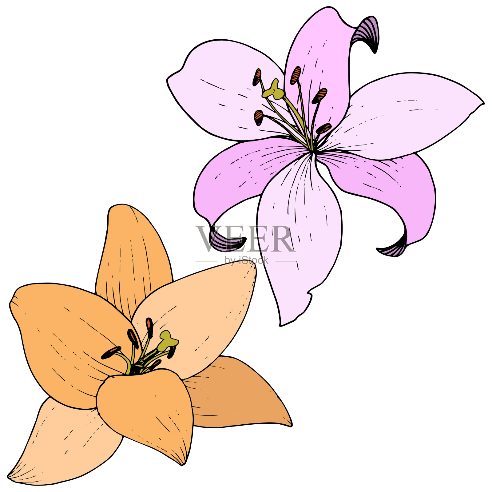 向量粉红和橙色百合花植物花。艺术雕刻墨水。孤立百合插图元素。插画图片素材