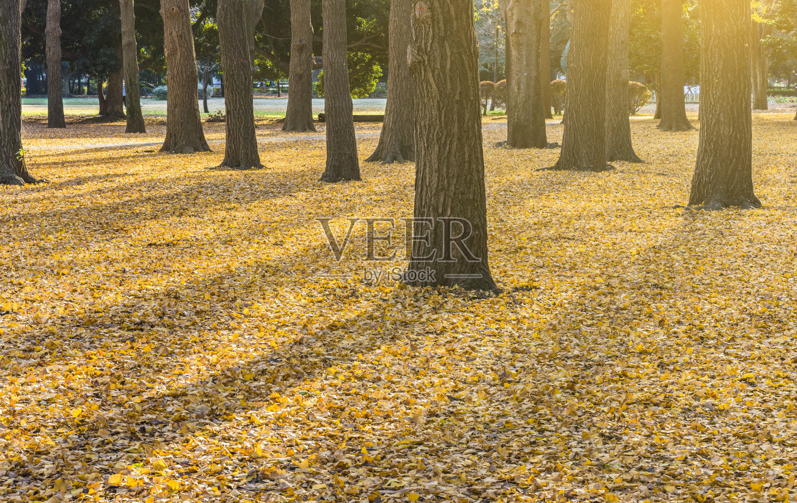 日本代代木公园里美丽的秋色日本银杏黄叶背景照片摄影图片