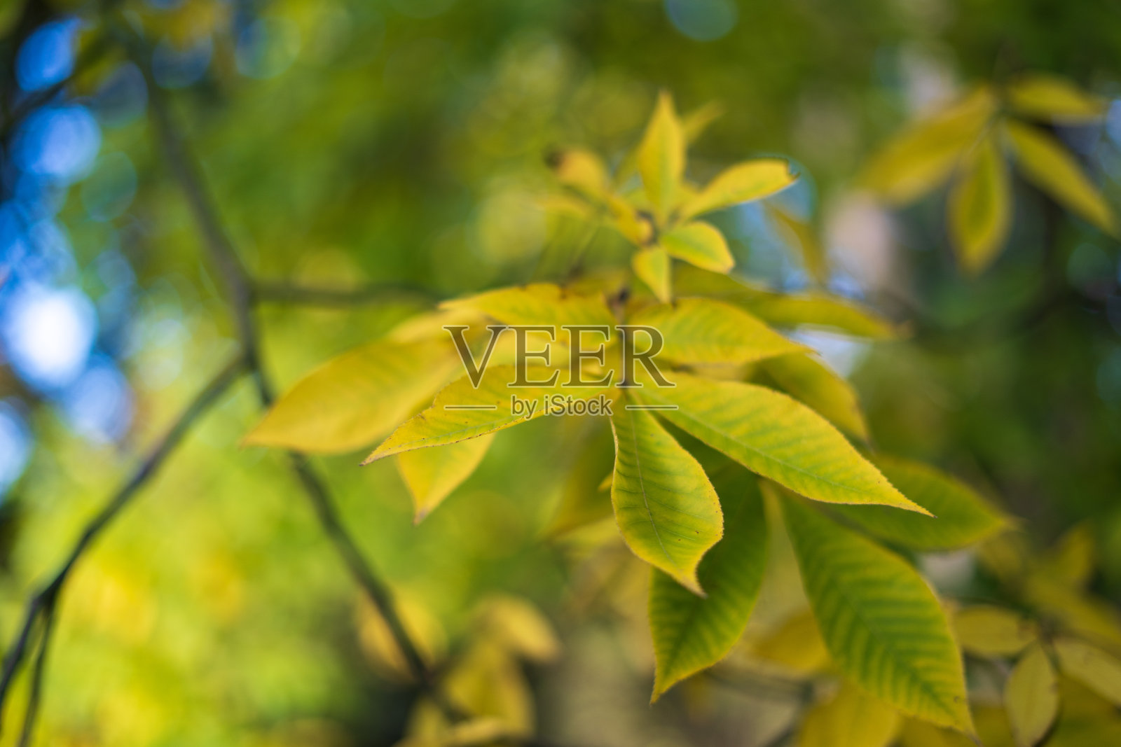 秋天树枝上黄绿色的叶子照片摄影图片