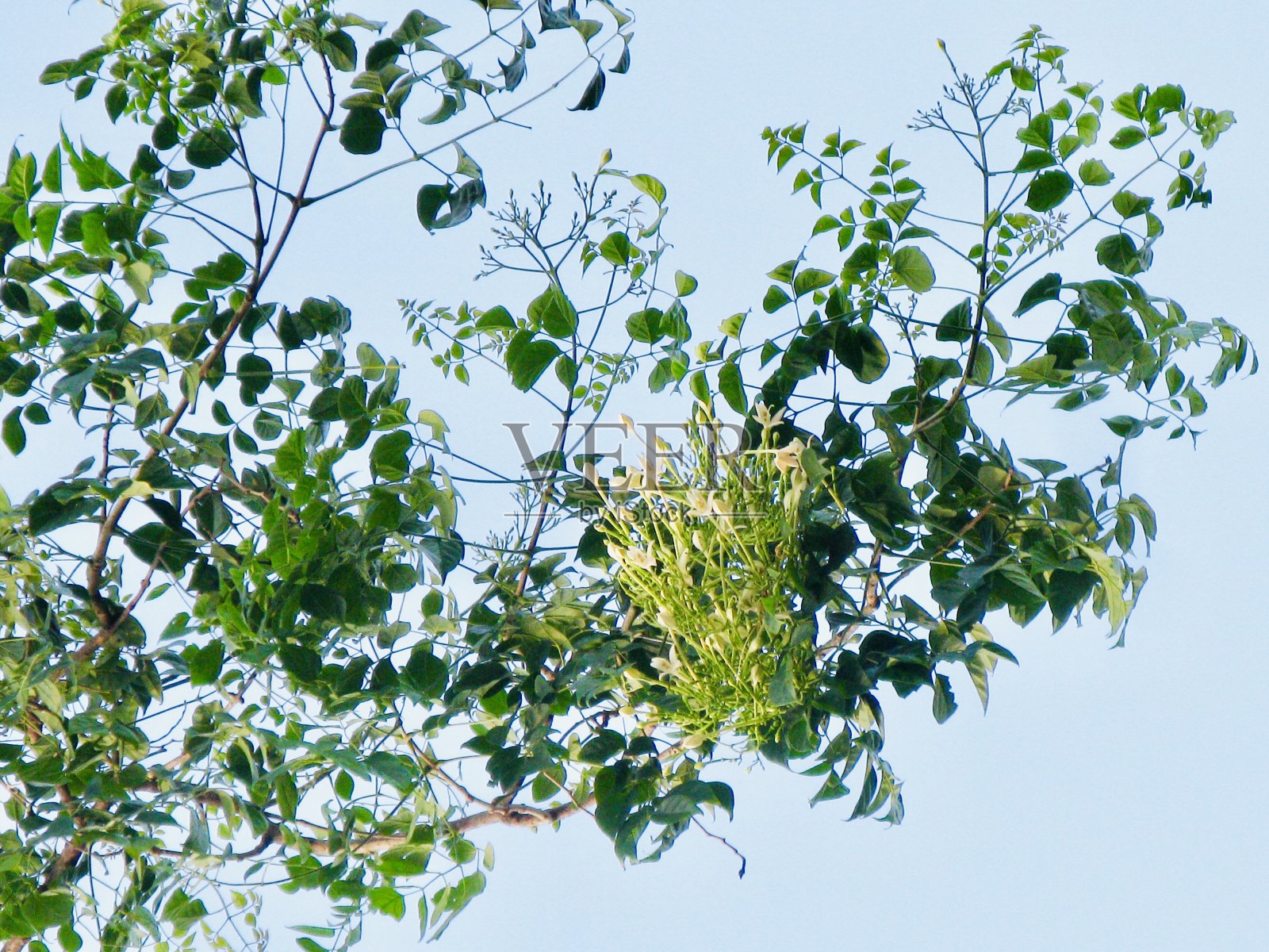 白印度软木树上的花照片摄影图片