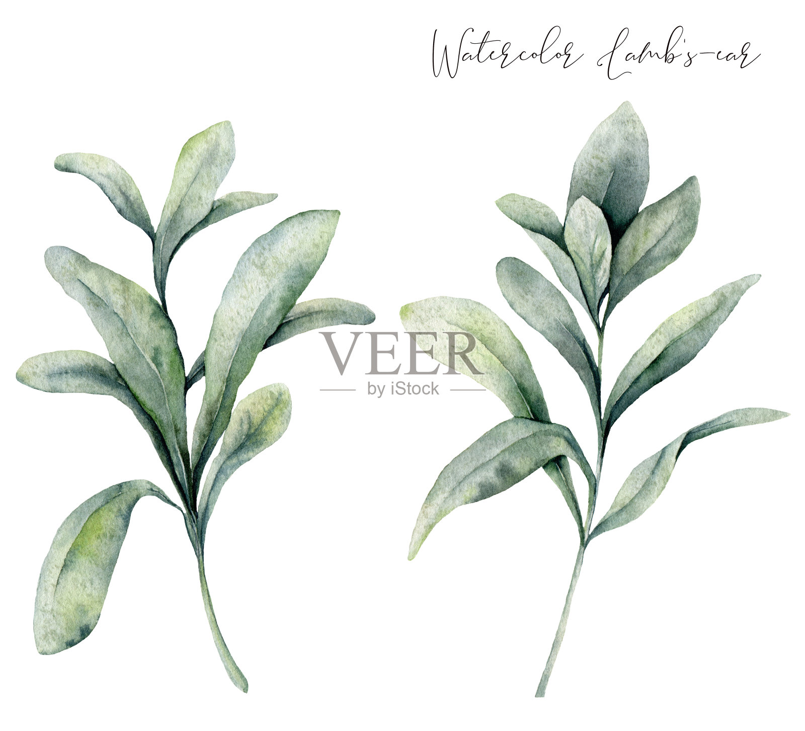 水彩羊羔耳朵设置。手绘冬季植物与树枝孤立在白色背景。花卉插图设计，印刷，织物或背景。插画图片素材