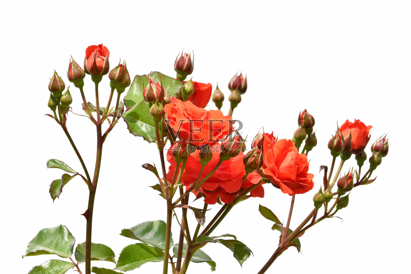 白色背景上的玫瑰花照片摄影图片