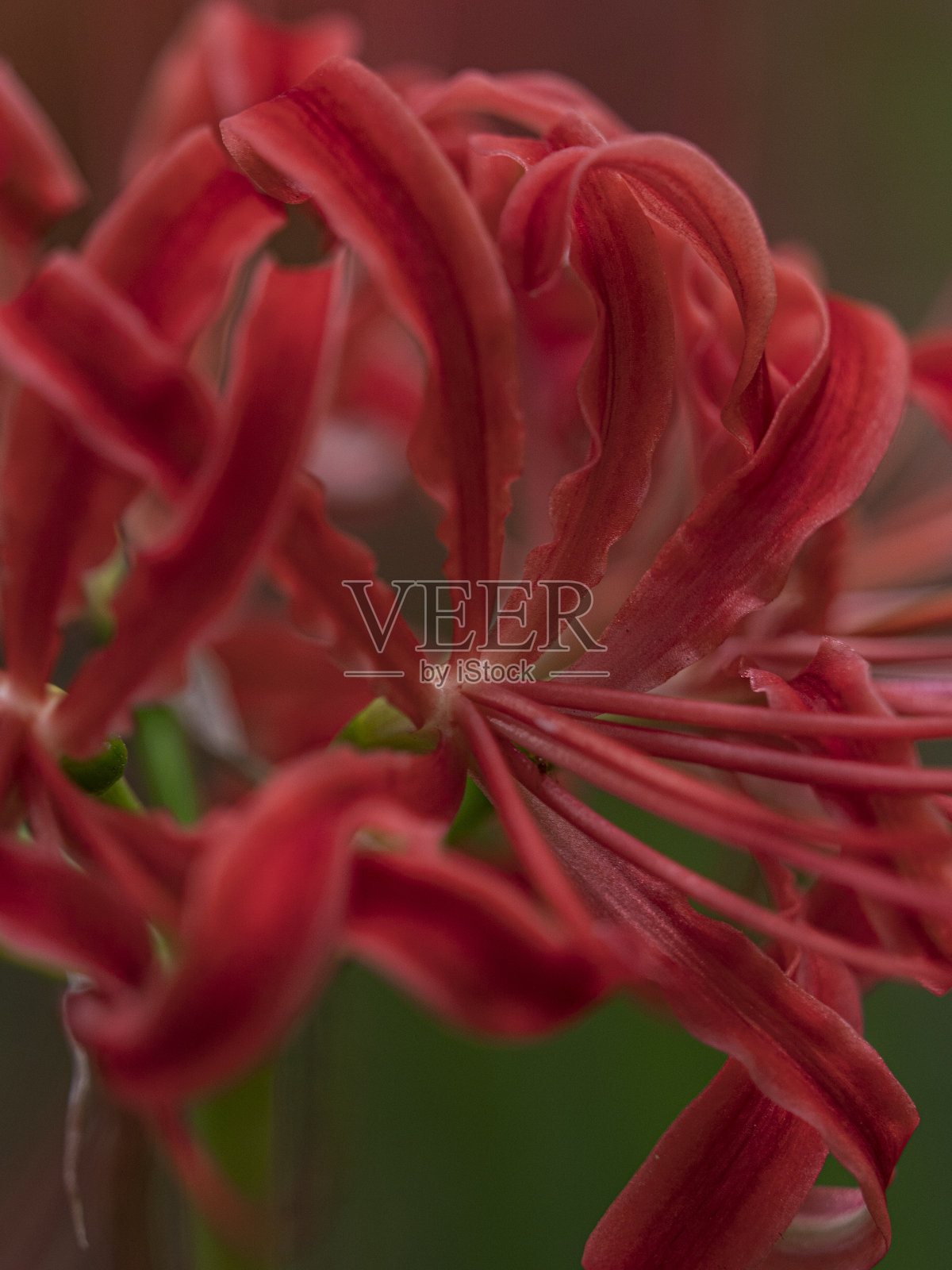 红蜘蛛莉莉照片摄影图片