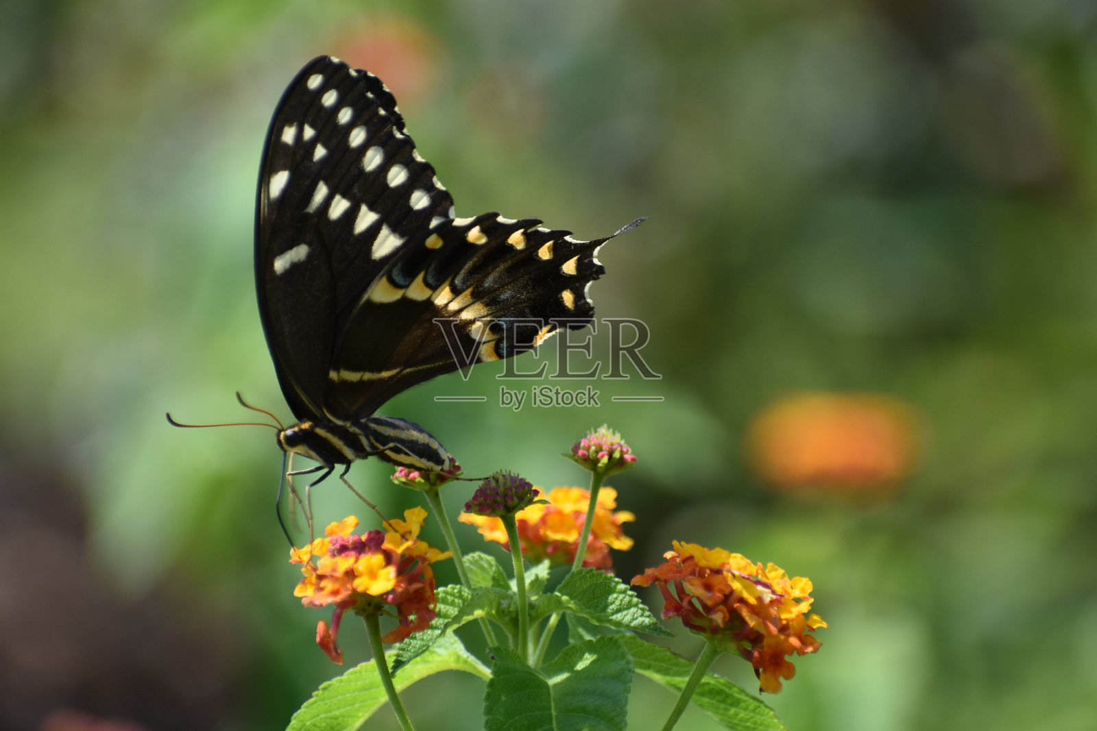 花园里的燕尾蝶照片摄影图片