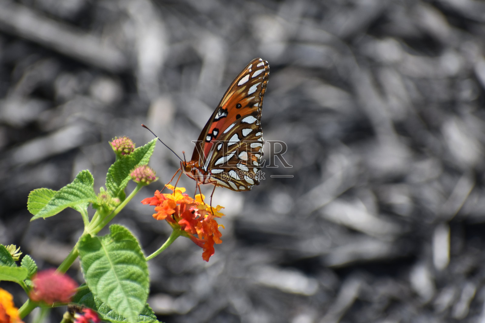 橙色昆虫，背景为灰色照片摄影图片