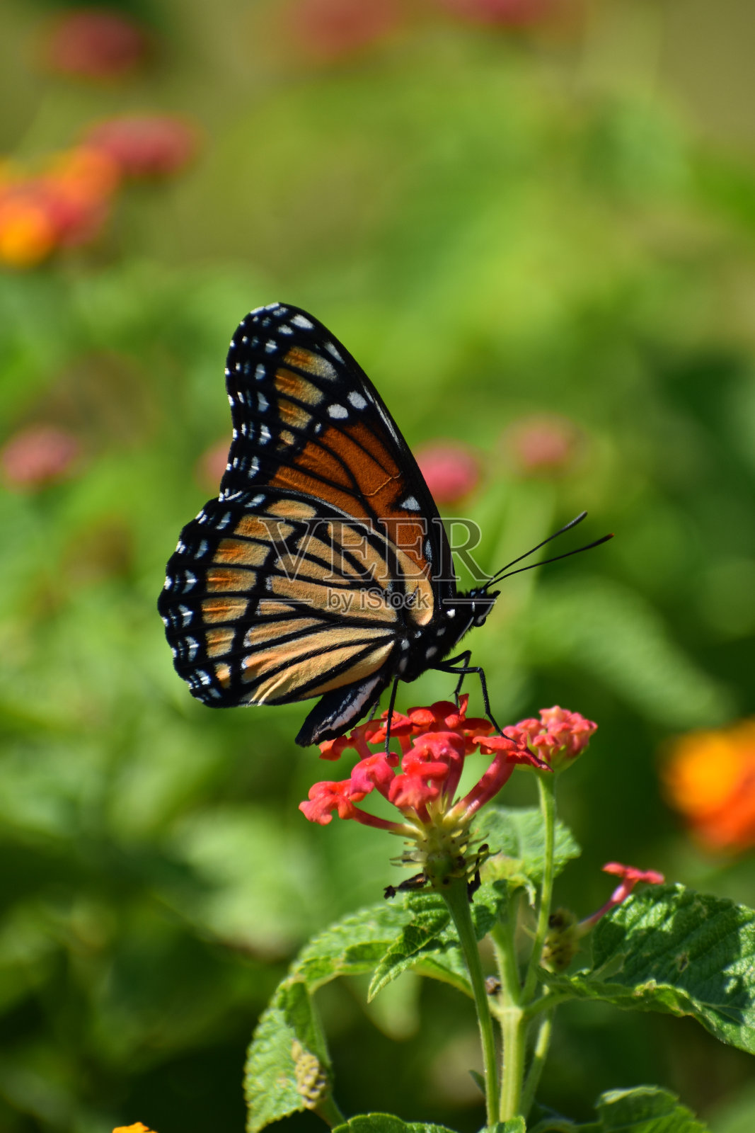 橙色帝王蝶在花园里的花上照片摄影图片