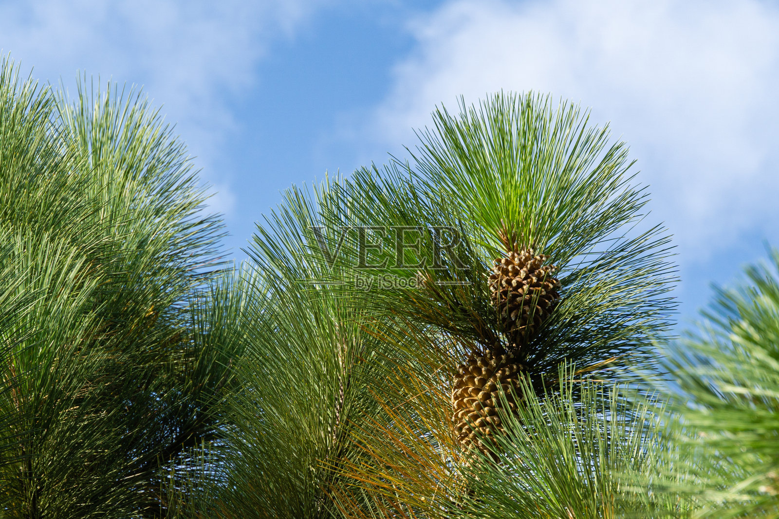 巨大的库尔特松(库尔特松)有长针和大圆锥体在蓝色的天空背景克里米亚。有选择性的重点。照片摄影图片