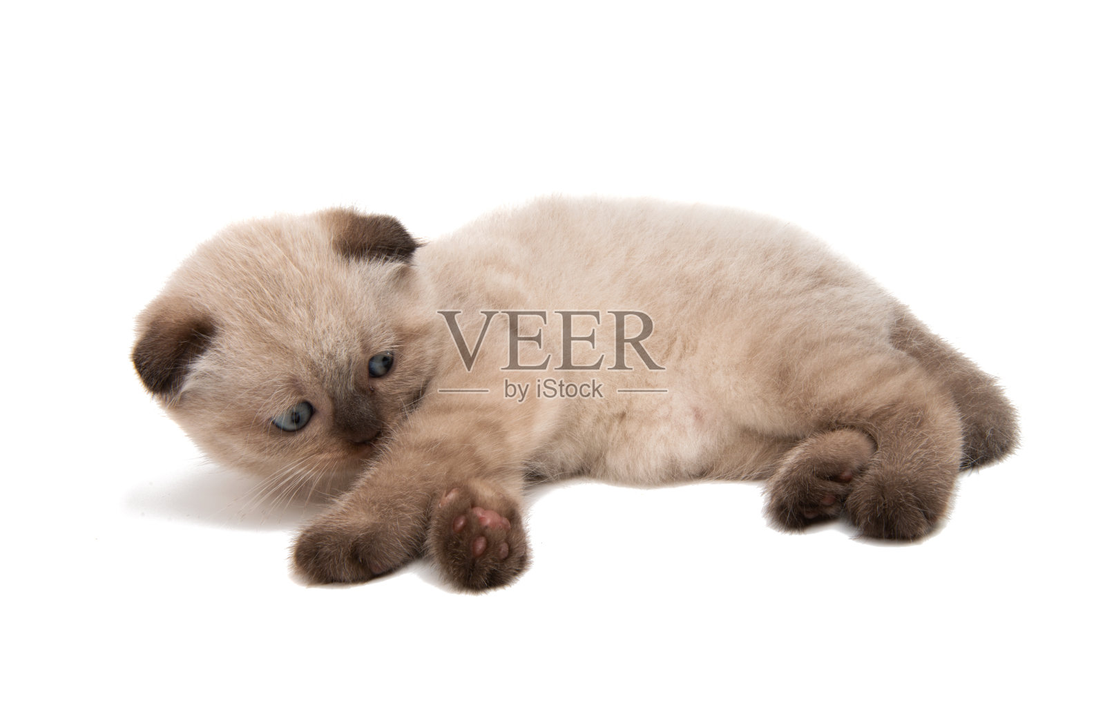 小猫睡觉的孤立照片摄影图片