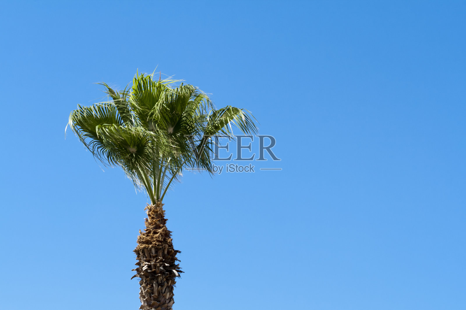 蓝天前的棕榈树照片摄影图片