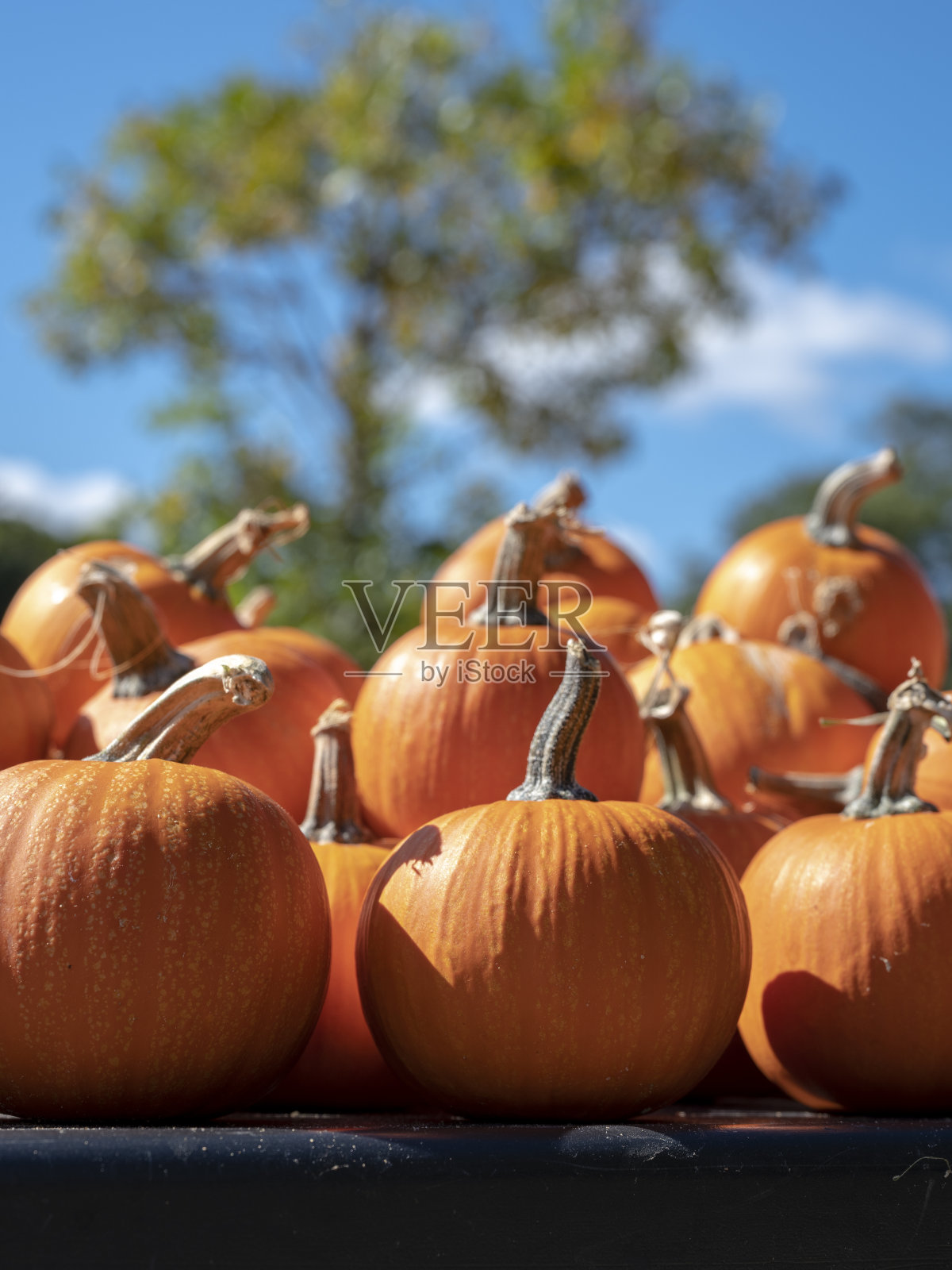 南瓜出售照片摄影图片