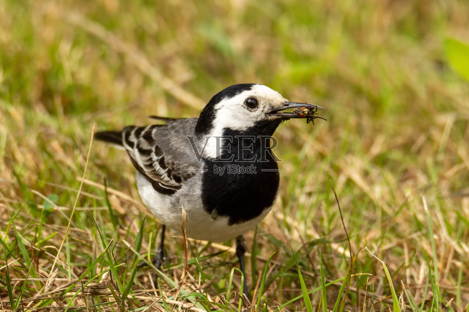成年白鹡尾鱼(白鹡尾鱼)正在捕猎，嘴中叼着一只苍蝇照片摄影图片