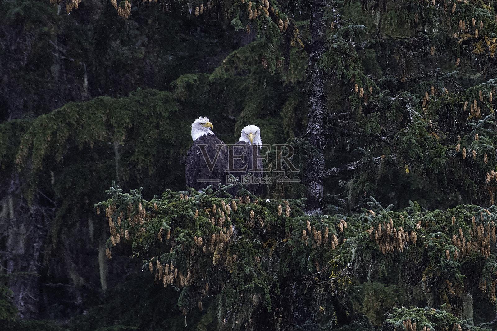一对秃鹰在阿拉斯加的州树锡特卡云杉上彼此靠近地栖息照片摄影图片