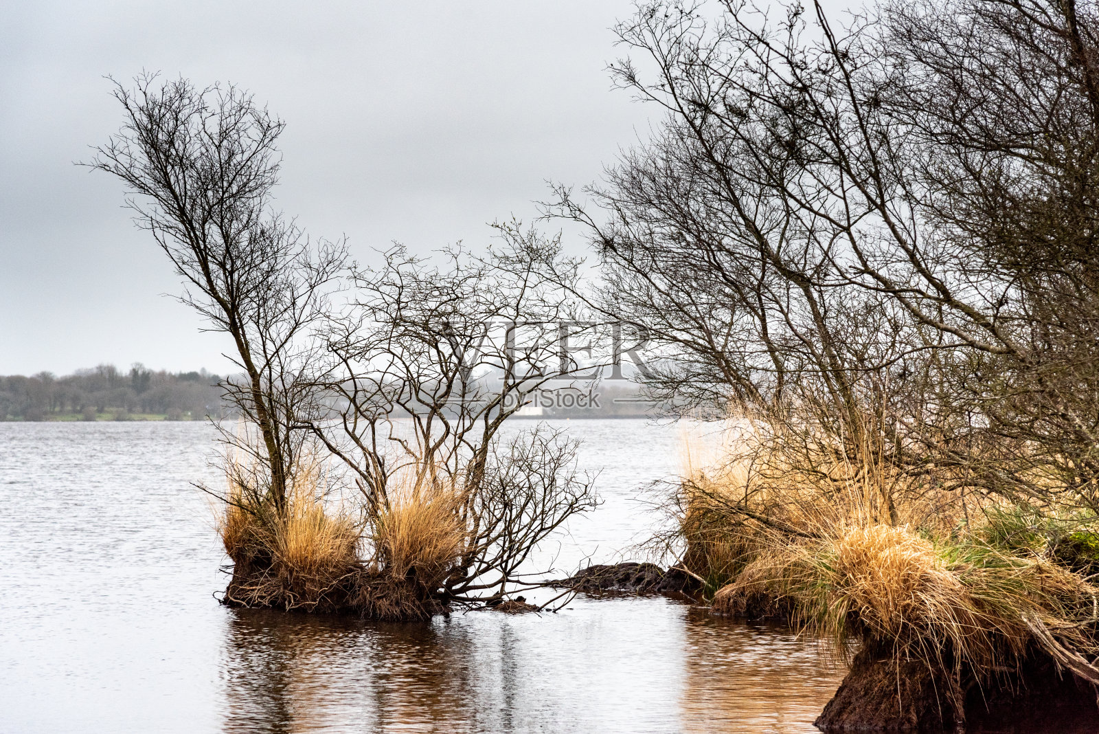 一棵光秃秃的树生长在泥炭岛上:照片摄影图片