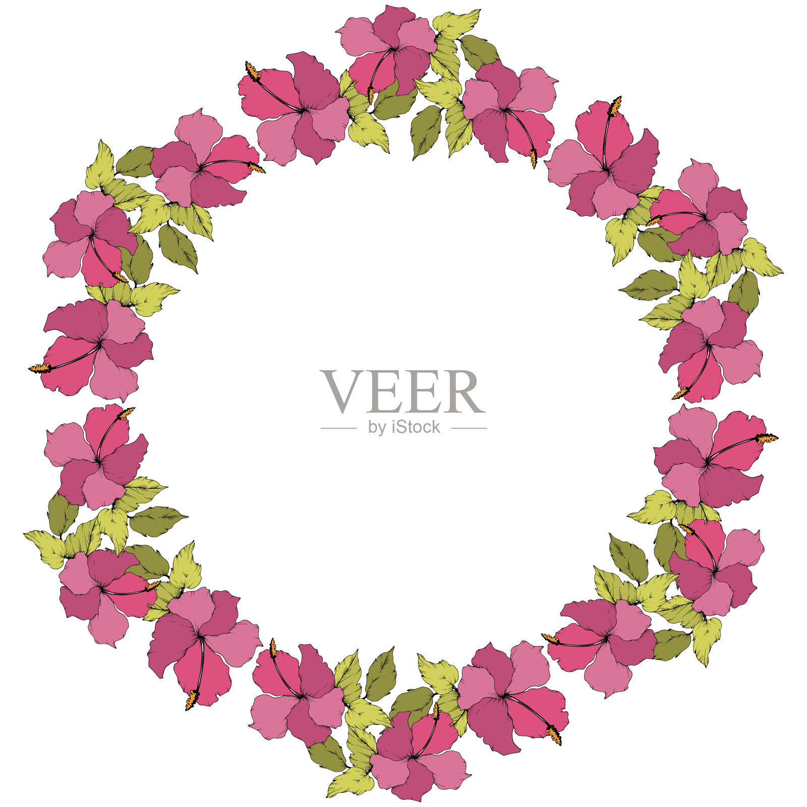 芙蓉花属植物的花媒。艺术雕刻墨水。边框装饰方形。插画图片素材