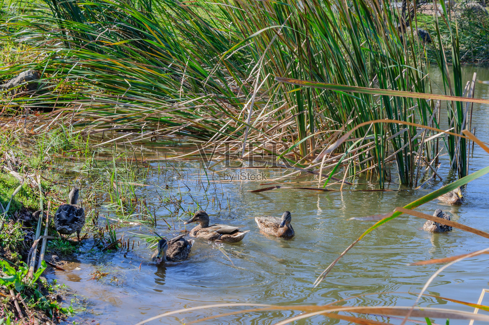 湖上的野鸭长满了芦苇照片摄影图片
