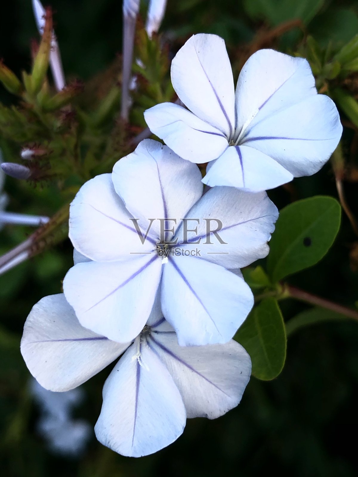 三朵浅蓝色的花，有深色的背景照片摄影图片