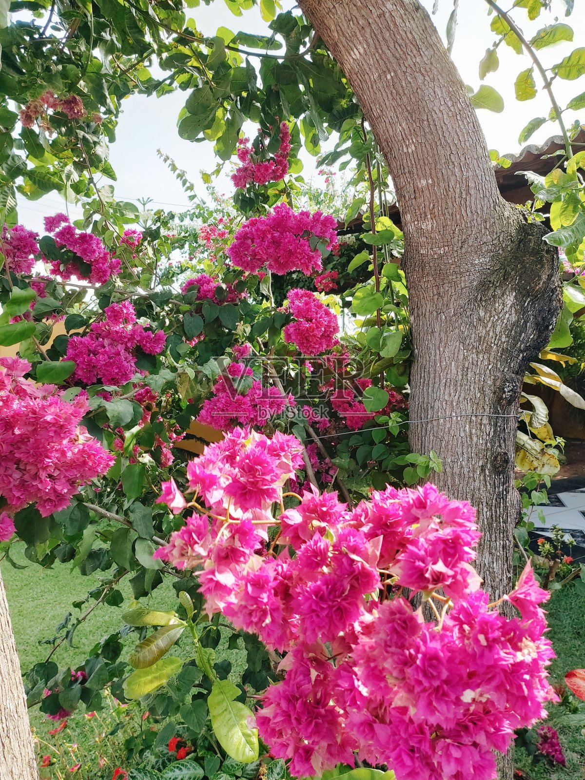 粉红色开花植物特写镜头照片摄影图片