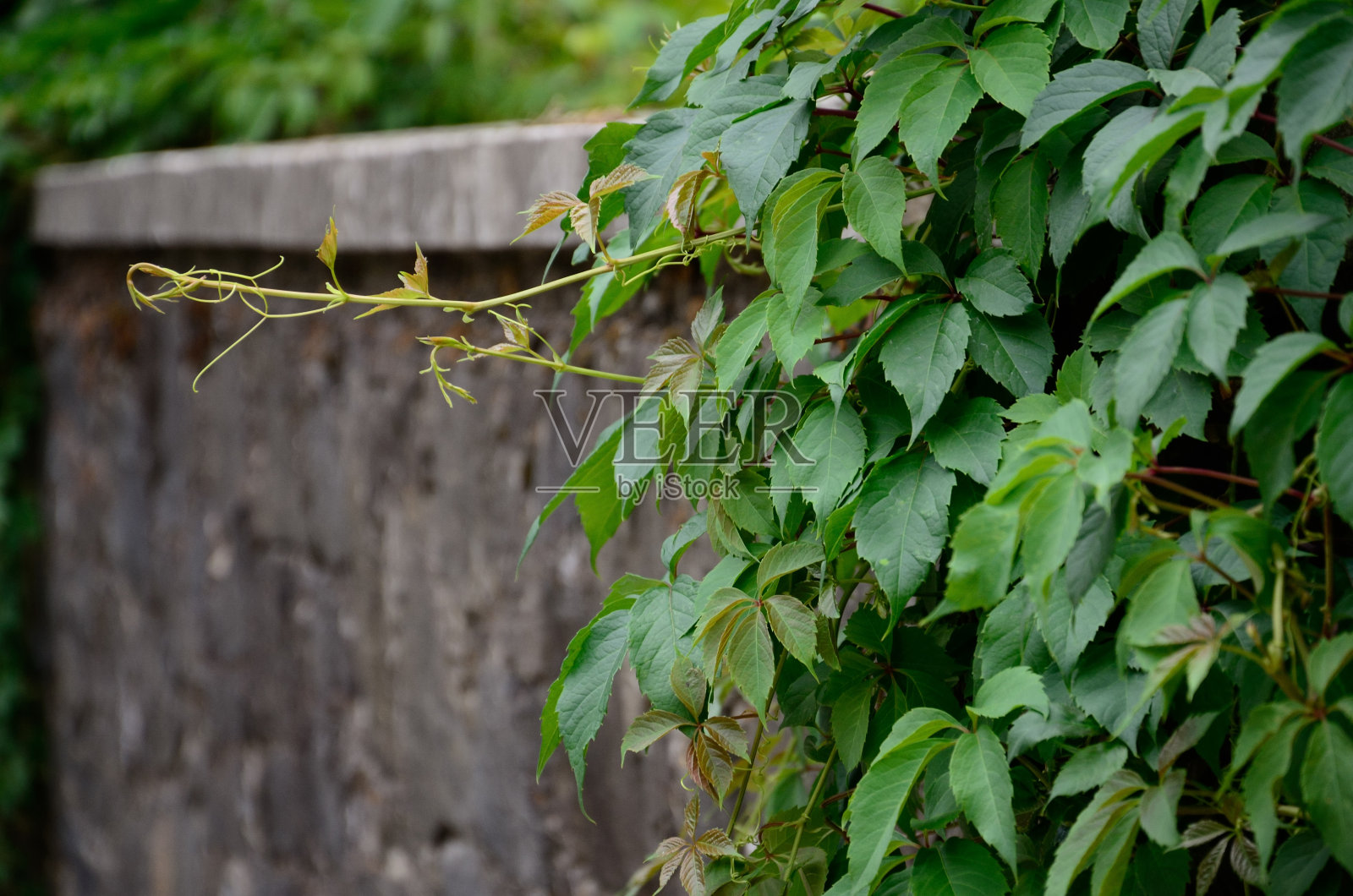 石墙上的五叶少女葡萄照片摄影图片