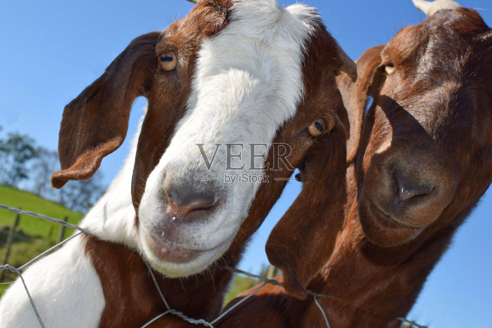 在一个阳光明媚的日子里，两只山羊在绿色的草地上。照片摄影图片