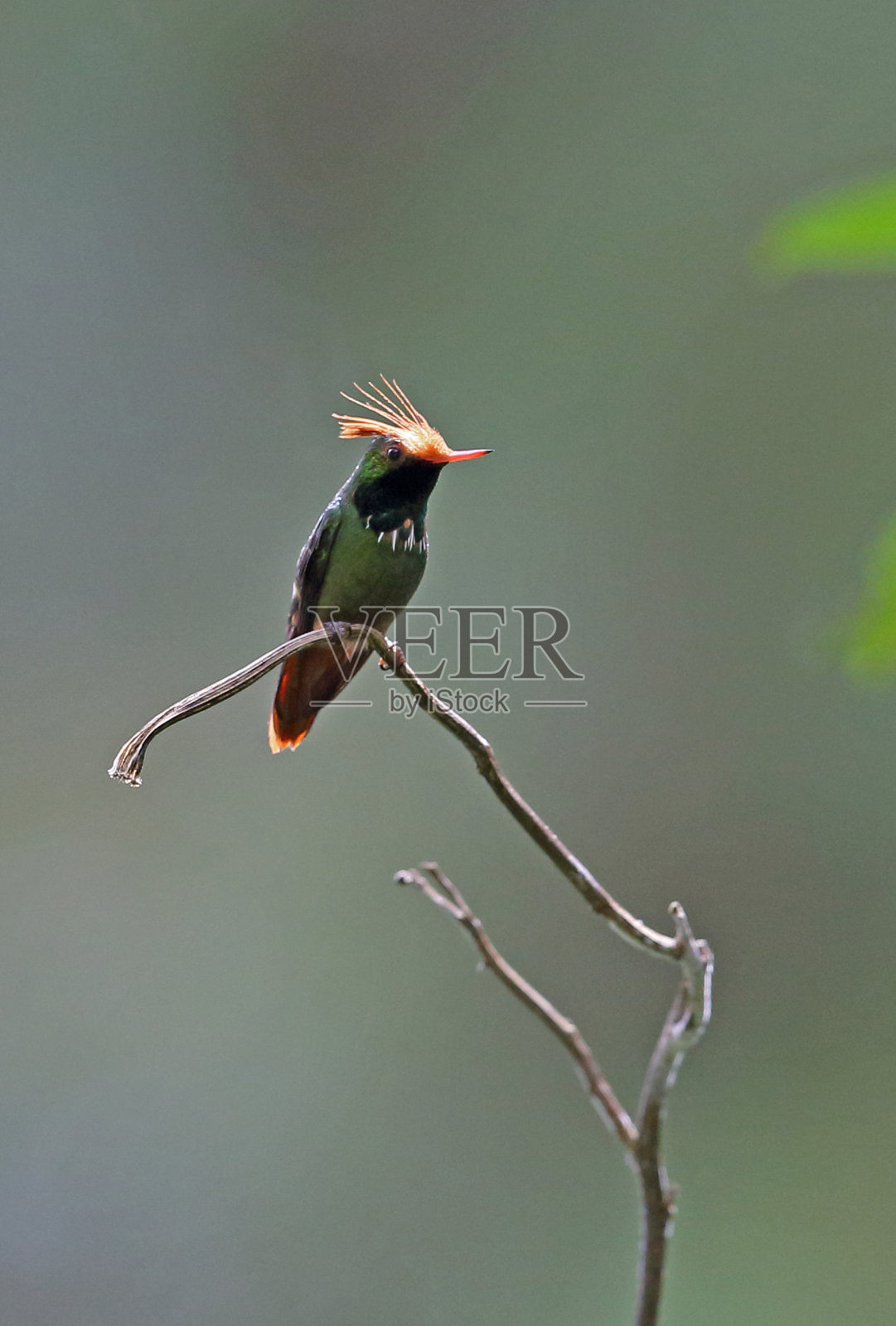 Rufous-crested卖弄风情的女人照片摄影图片