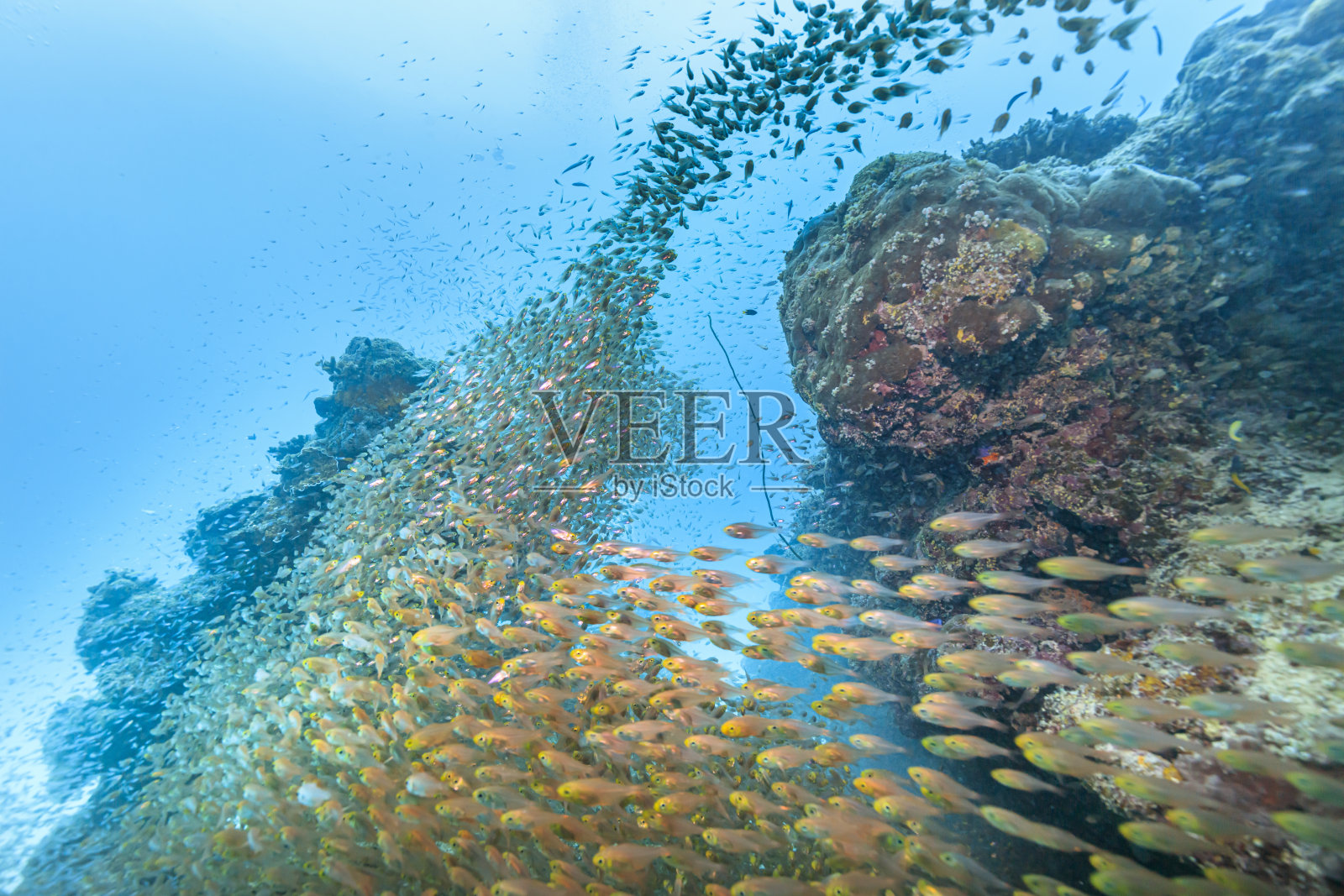 石垣岛潜水-成群的小鱼照片摄影图片