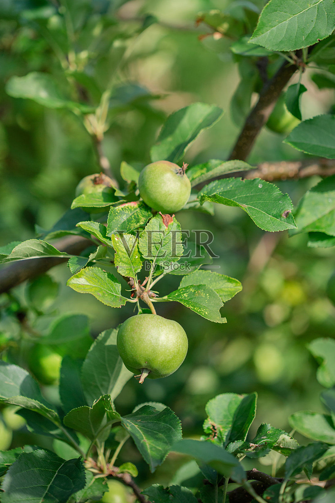 年轻的青苹果果实挂在树枝上。照片摄影图片