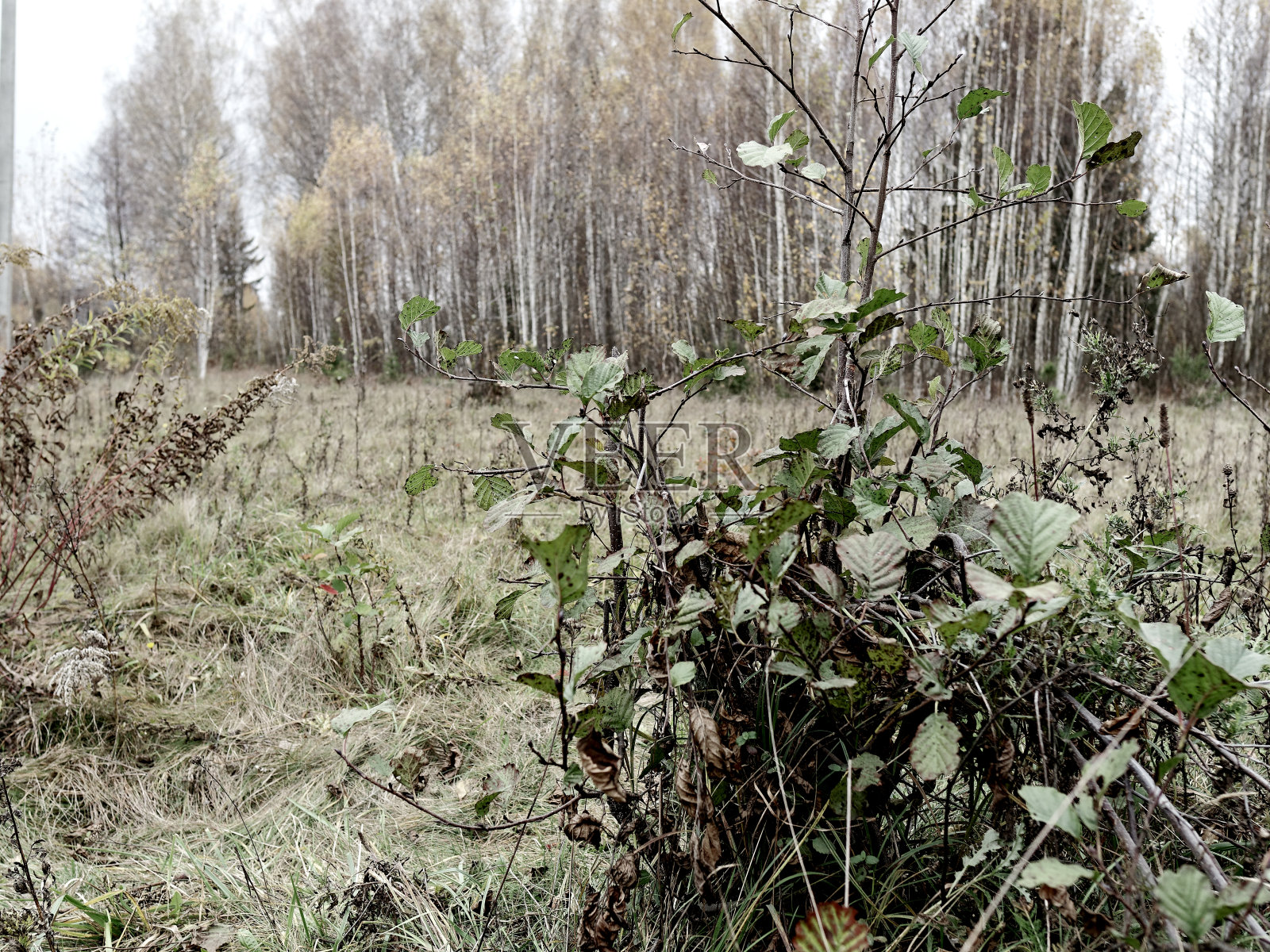 悲观的秋天背景照片摄影图片