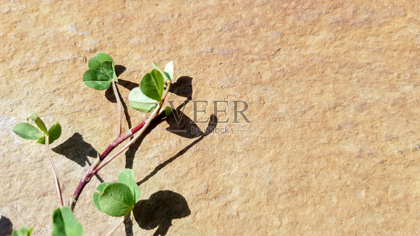 绿色热带树叶模型在自然的棕色石头背景与拷贝空间顶视图照片摄影图片