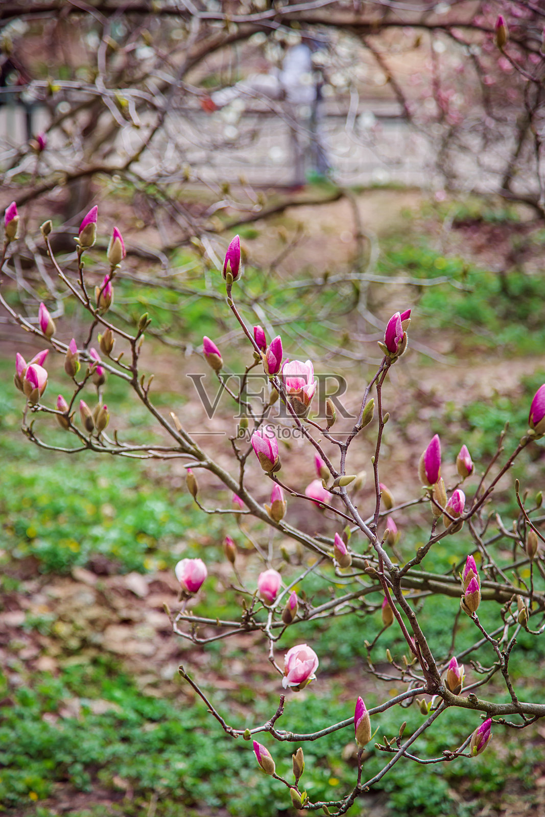 春天的一天，公园里盛开着粉红色和白色的大玉兰花树。照片摄影图片