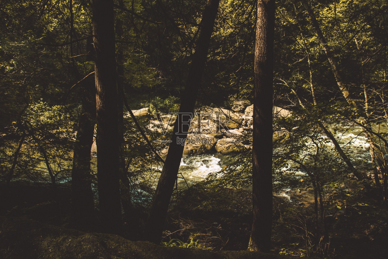 林中小溪照片摄影图片