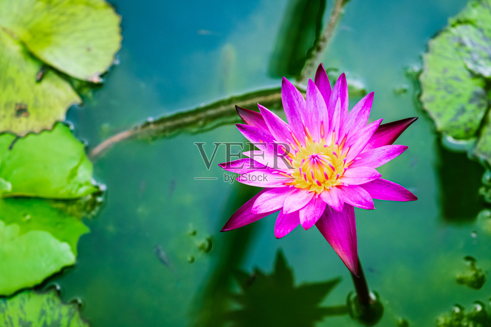 花盆内的荷花接近粉红色照片摄影图片