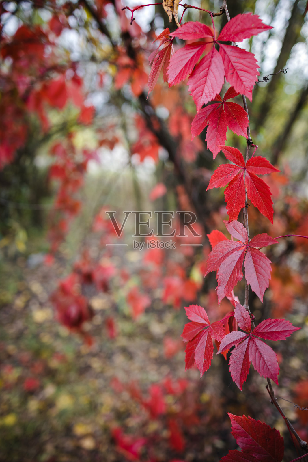 鲜红的秋野葡萄叶子在森林中模糊，郁郁葱葱的背景，复制空间照片摄影图片