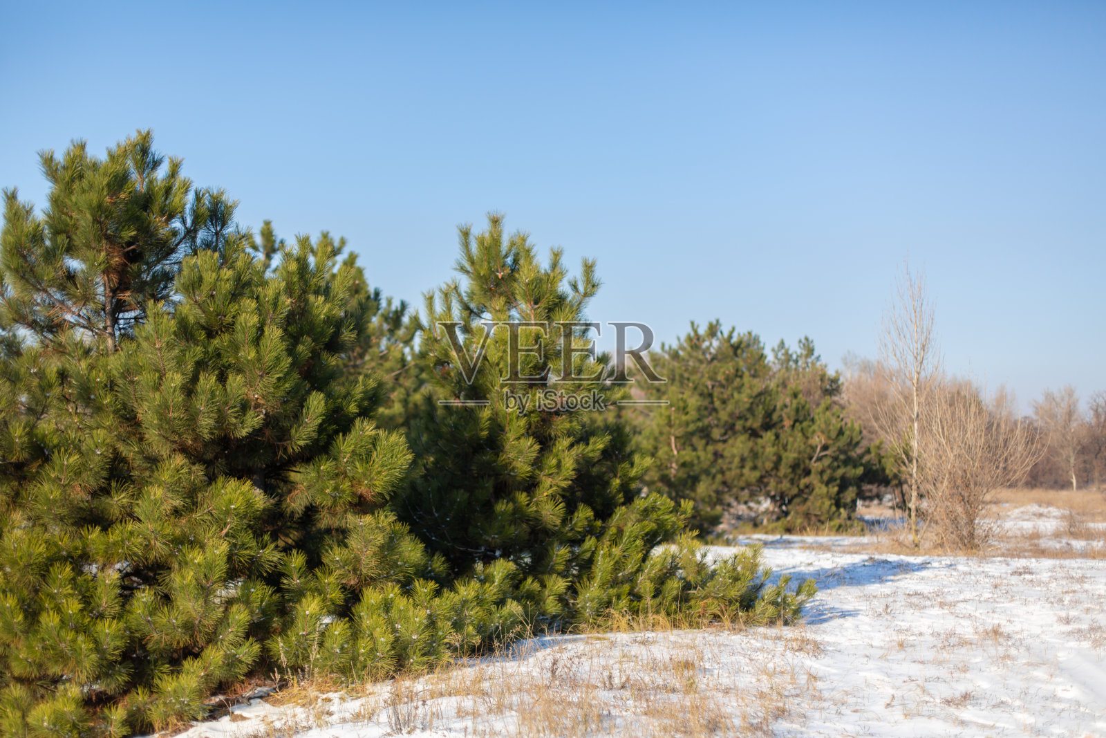 冬天的针叶林。白雪覆盖的空地上，绿色的圣诞树照片摄影图片
