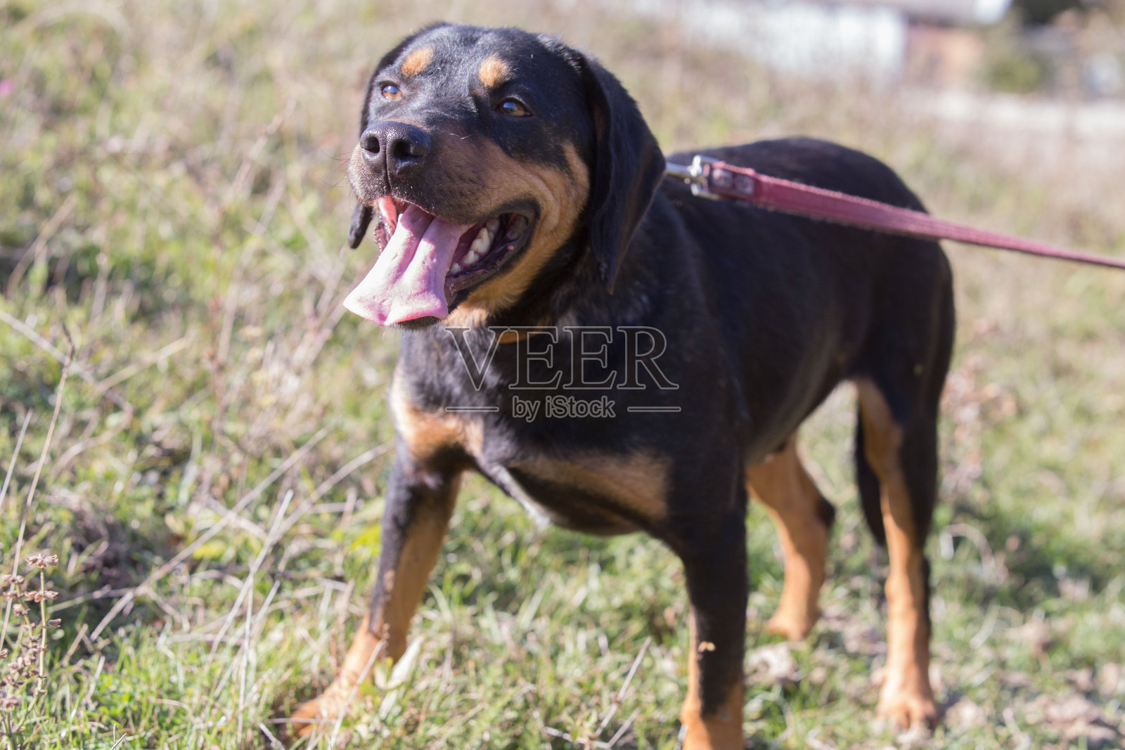 快乐在秋天的田野上收养了黑狗照片摄影图片