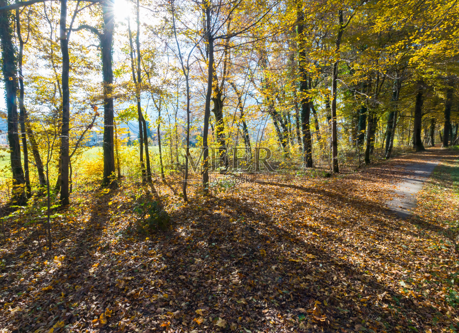 秋天的公园景观:多彩的树叶和积极的氛围照片摄影图片