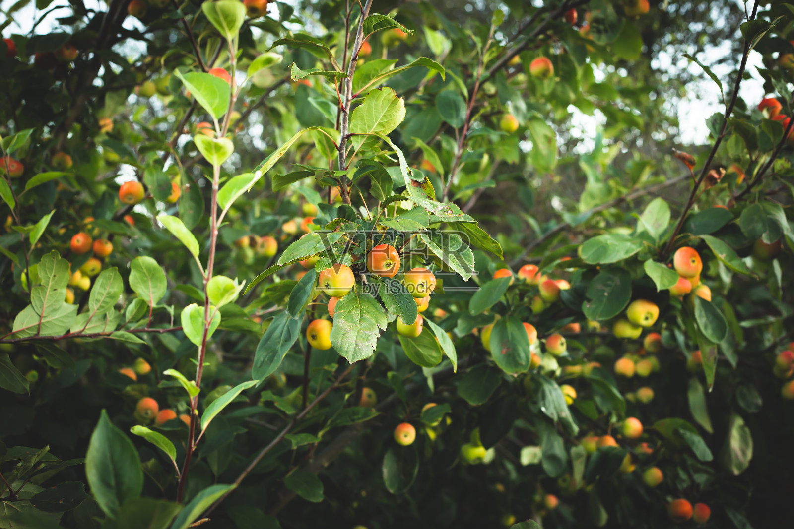 采购产品山楂树，有机果园，树上的果实照片摄影图片