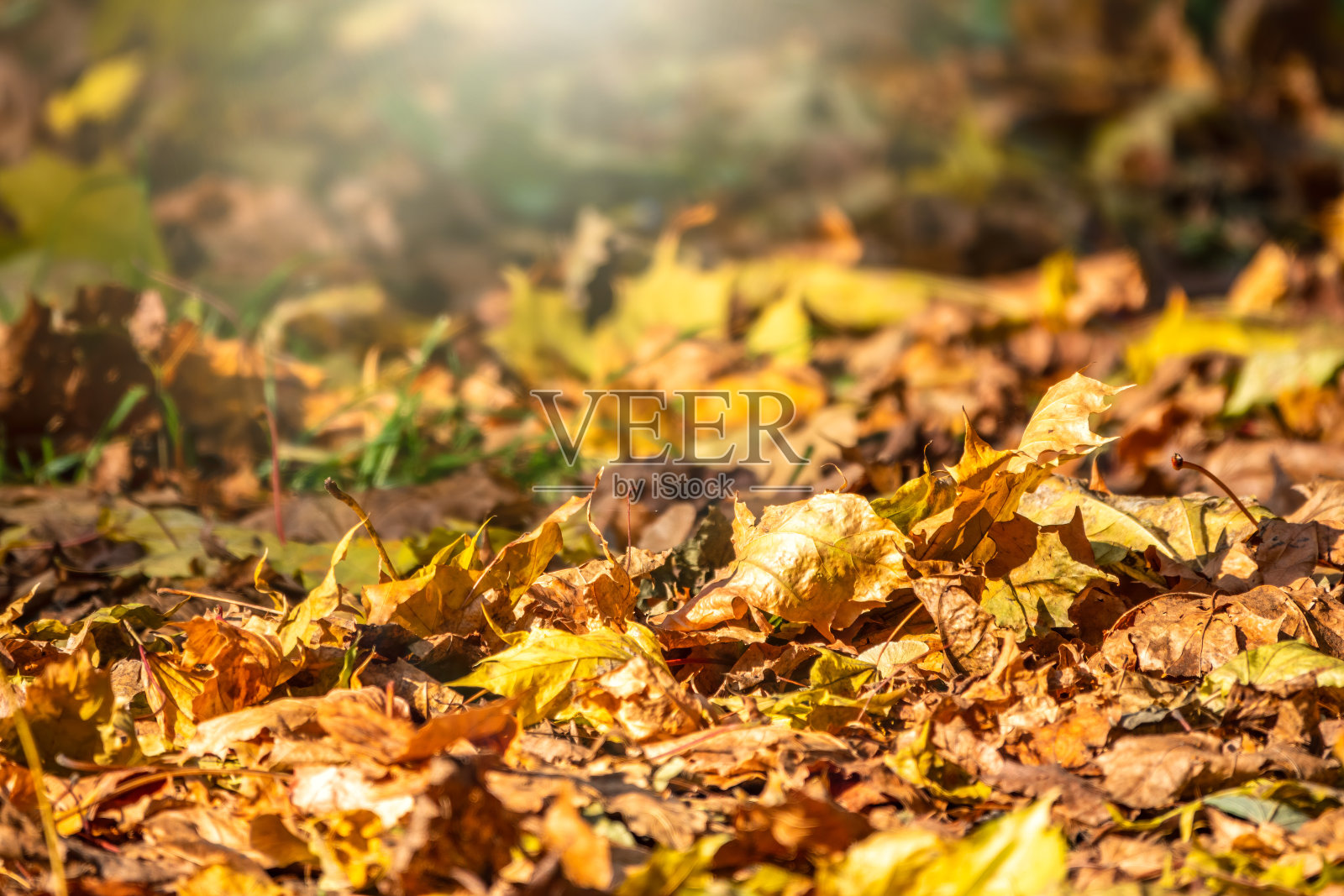 阳光下橙色和黄色的落叶。照片摄影图片