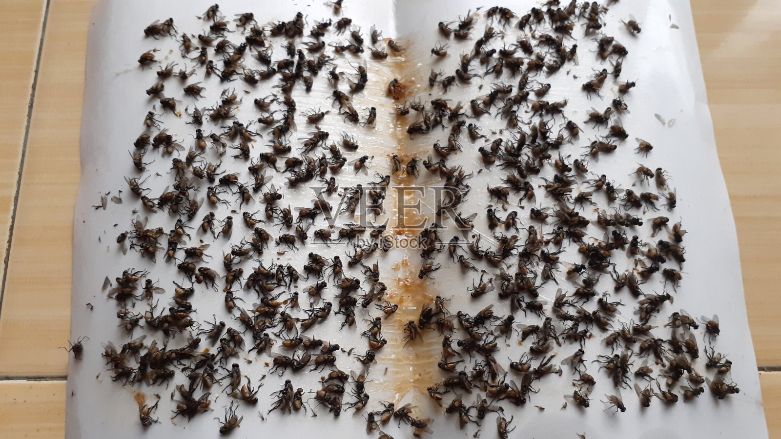 捕蝇纸照片摄影图片